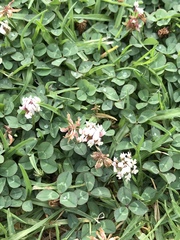 Trifolium repens