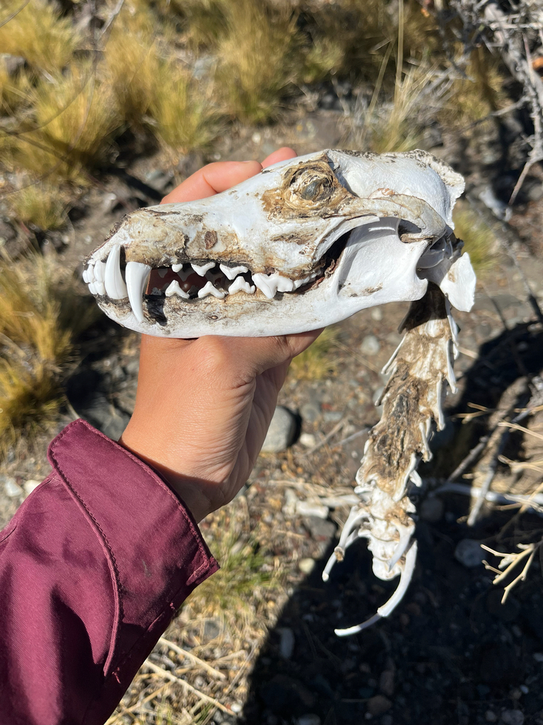 Lycalopex culpaeus, Santa Cruz, Argentina, by polimerasax
