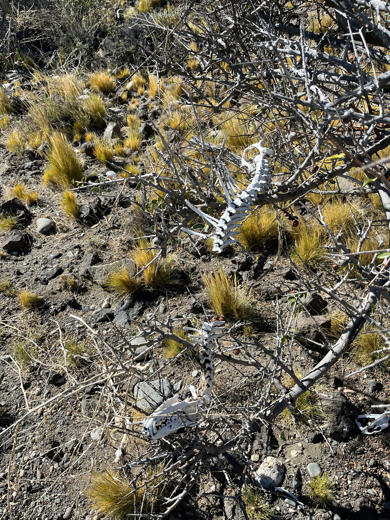 Lycalopex culpaeus, Santa Cruz, Argentina, by polimerasax