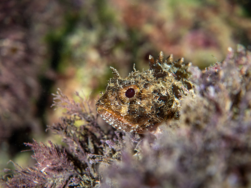 Scorpaena porcus