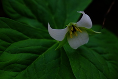 Trillium