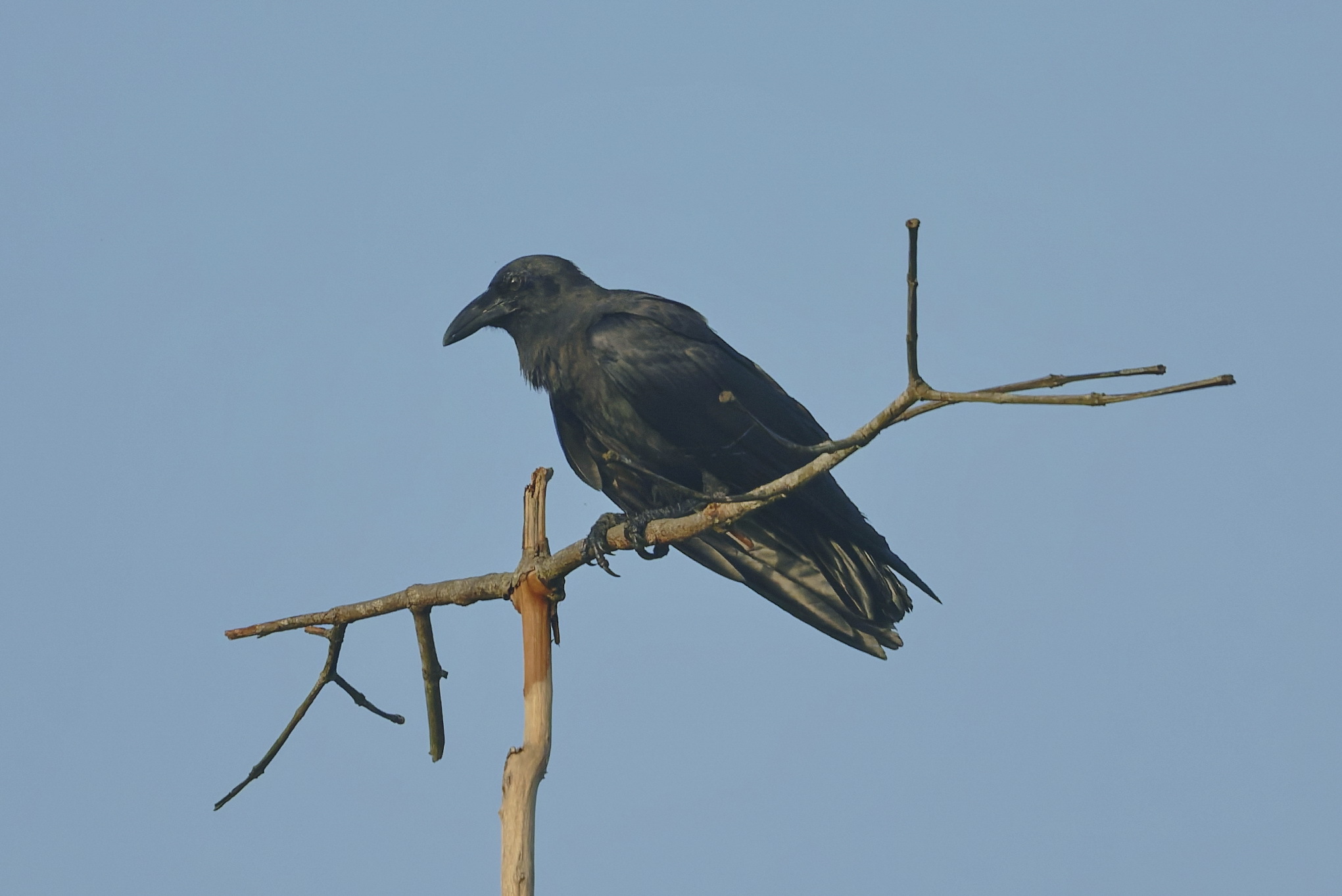 Sunda Crow (Corvus enca), photo 8