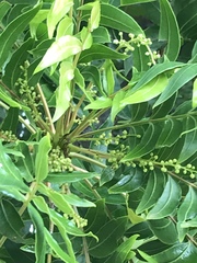 Harpephyllum caffrum