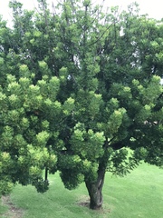 Harpephyllum caffrum