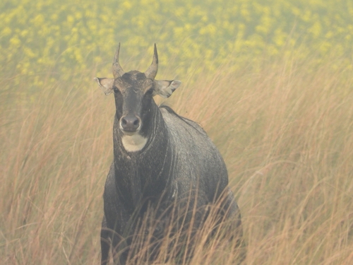 Nilgai