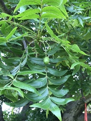 Harpephyllum caffrum