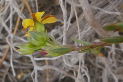 Linum thunbergii