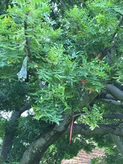 Harpephyllum caffrum