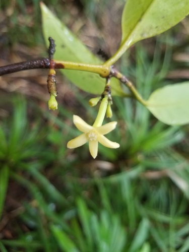 Rhopalobrachium observed 2025-11-29