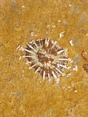 Siphonariida