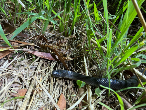 Eastern Small-eyed Snake sighting