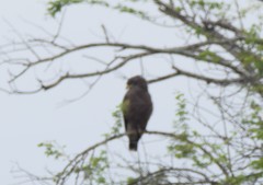 Circaetus cinerascens