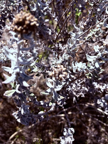 Fynbos Everlasting (Helichrysum dasyanthum)