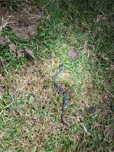 Golden-crowned Snake sighting