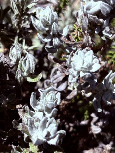 Helichrysum dasyanthum, photograph 2