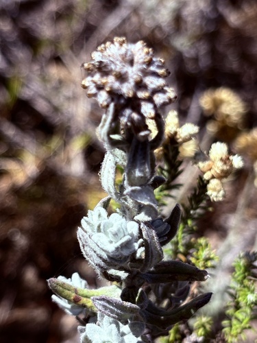Helichrysum dasyanthum, photograph 3