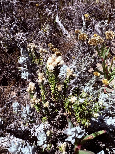 Helichrysum dasyanthum, photograph 4