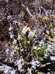 Helichrysum dasyanthum, photograph (c) Christina, some rights reserved (CC BY)