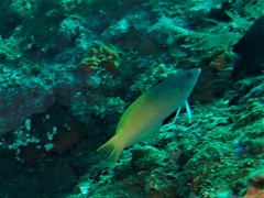 Halichoeres prosopeion