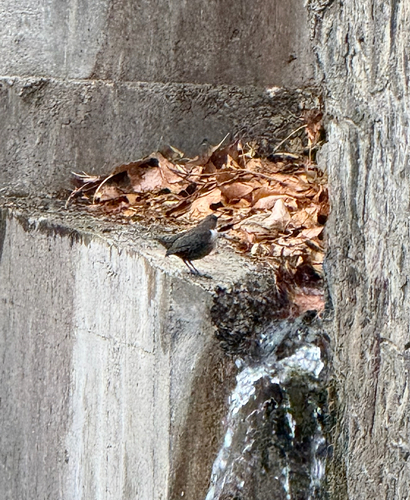 White-throated Dipper
