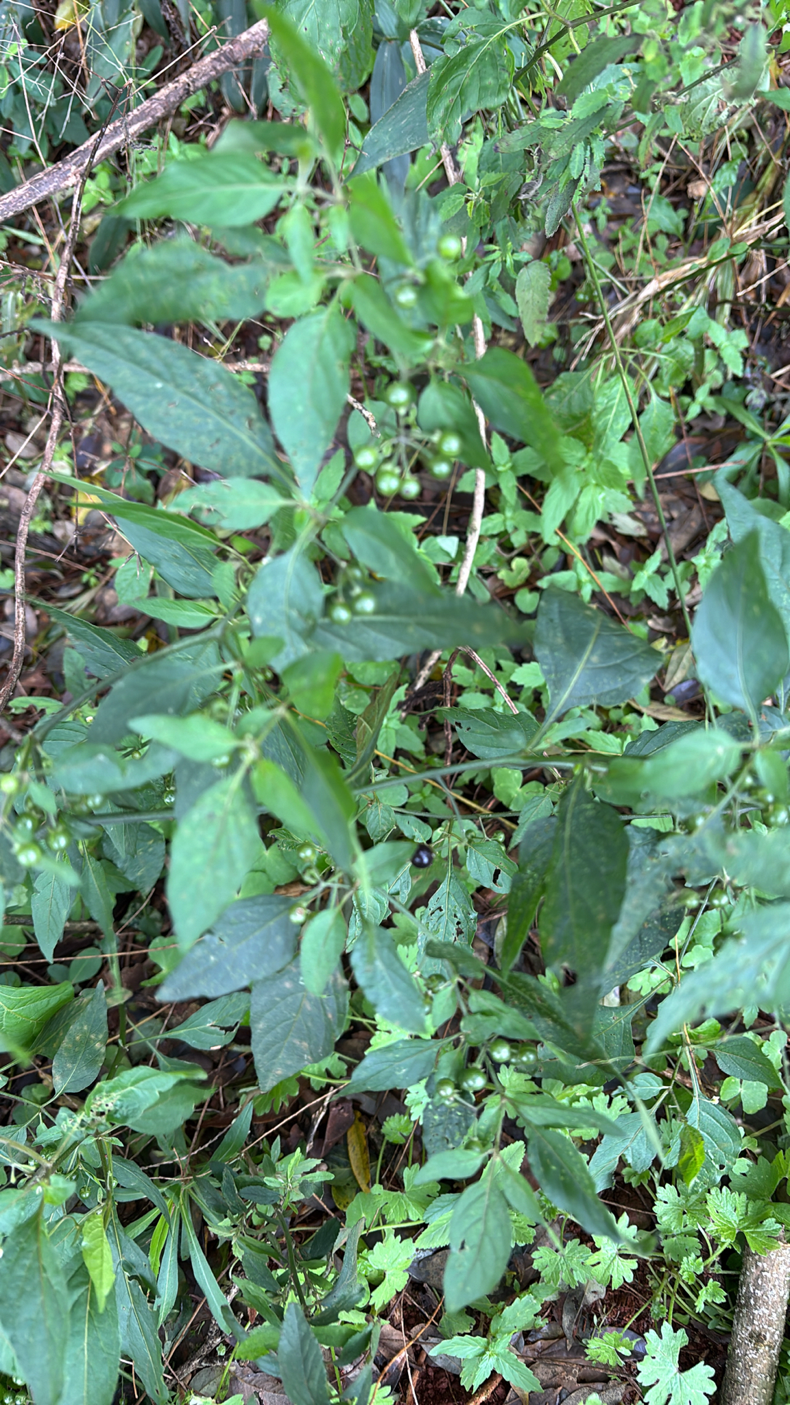 Solanum americanum