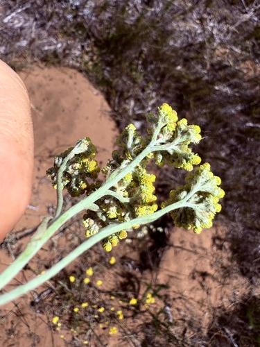 Western Gold Cudweed (Helichrysum moeserianum)