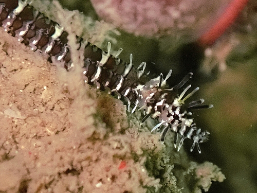 Glittering pipefish (Halicampus nitidus) — Syngnathidae — 3
