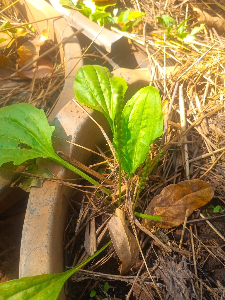Plantago africana