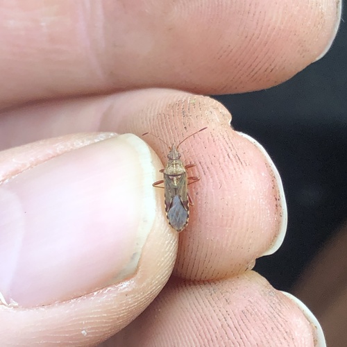 Sycamore Seed Bug photo 4