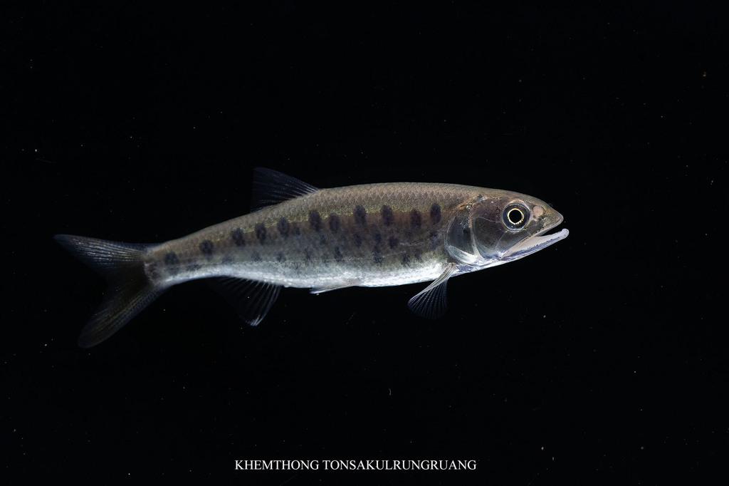 Burmese Trout