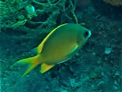 Chromis analis
