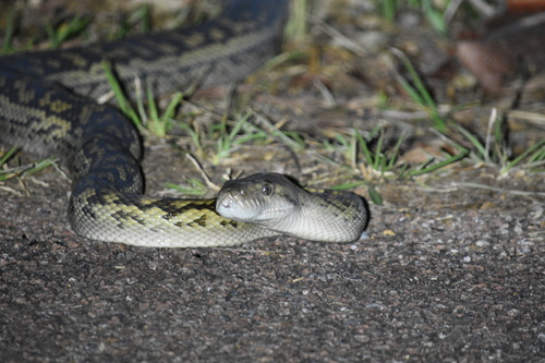 Australian Scrub Python sighting