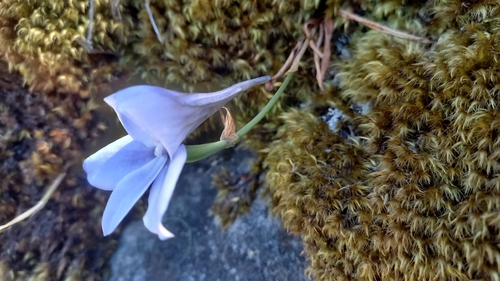 Drip Disa (Disa longicornu)