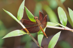 Neurothemis fluctuans