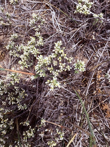 Helichrysum niveum, photograph 2