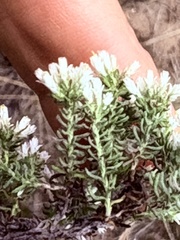 (c) Christina, some rights reserved (CC BY) Helichrysum niveum, photograph (c) Christina, some rights reserved (CC BY)