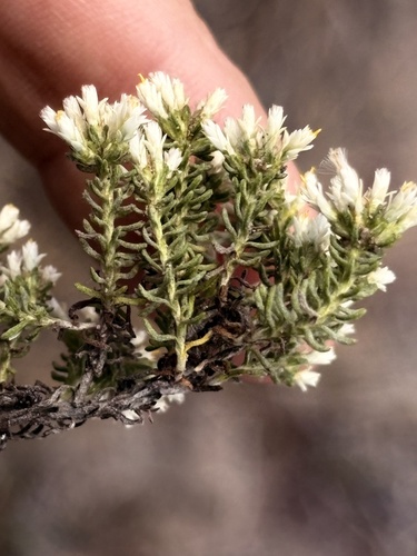 Helichrysum niveum, photograph 4