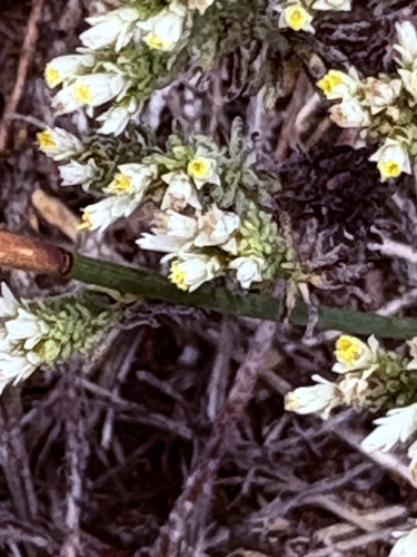 Sand Everlasting (Helichrysum niveum)