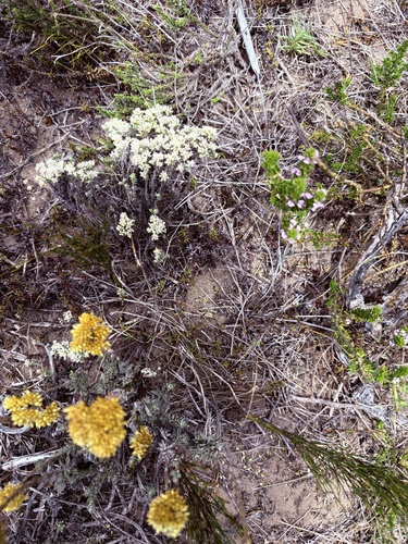 Helichrysum niveum, photograph 5