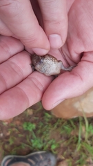 Breviceps