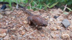 Breviceps