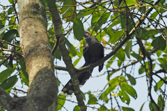 Phaenicophaeus diardi