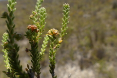 Erica serrata