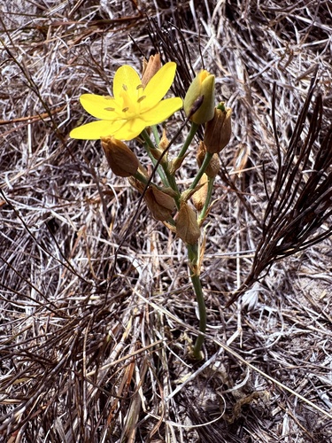 Ornithogalum dubium (Ornithogalum dubium)