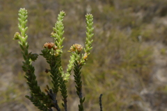 Erica serrata