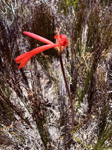 Cyrtanthus fergusoniae