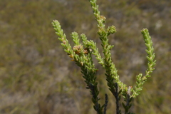 Erica serrata