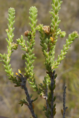 Erica serrata