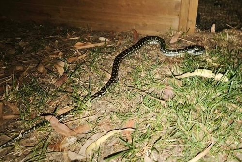 Coastal Carpet Python sighting