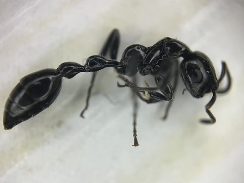 Tetraponera attenuata